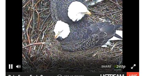 duke farms webcam|Eagle Cam Live Q&A